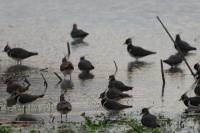 Vanellus vanellus