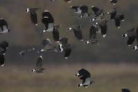 Vanellus vanellus