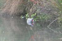 Gallinula chloropus