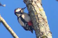 Dendrocopos major