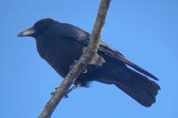 Corvus corone