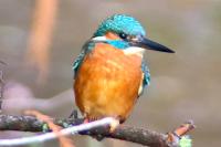 Alcedo atthis