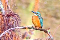 Alcedo atthis