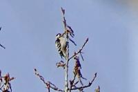 Dendrocopos minor