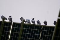 Columba livia