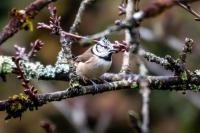 Lophophanes cristatus