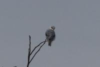 Elanus caeruleus