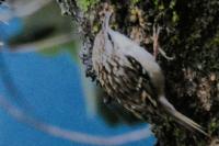 Certhia brachydactyla