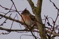 Fringilla montifringilla