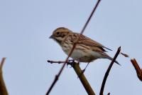 Emberiza schoeniclus