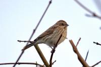 Emberiza schoeniclus