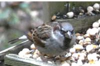 Passer domesticus