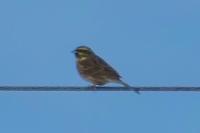 Emberiza cirlus