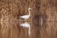 Ardea alba