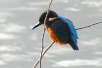 Alcedo atthis