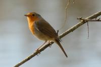 Erithacus rubecula