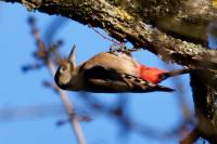 Dendrocopos major