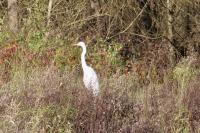 Ardea alba