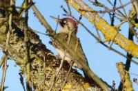 Picus viridis