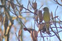 Chloris chloris