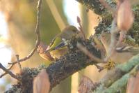 Chloris chloris