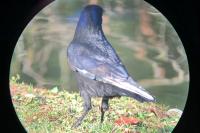 Corvus corone