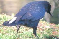 Corvus corone