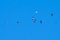 Chroicocephalus ridibundus