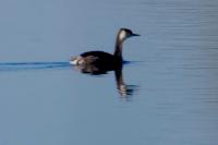 Podiceps cristatus