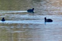 Fulica atra