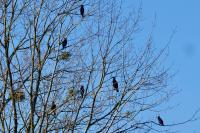 Phalacrocorax carbo
