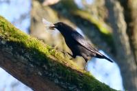 Corvus corone