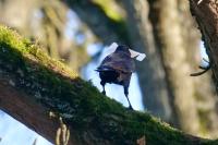 Corvus corone