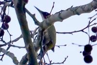 Picus viridis