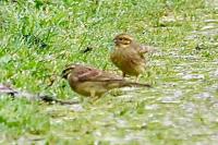 Emberiza cirlus