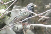 Sturnus vulgaris