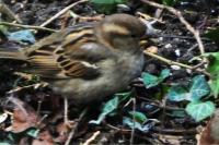 Passer domesticus