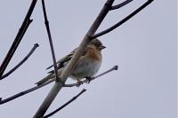 Fringilla montifringilla