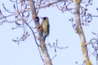 Picus viridis