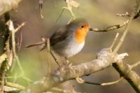 Erithacus rubecula