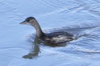 Tachybaptus ruficollis
