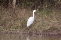 Ardea alba