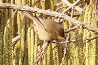 Phylloscopus collybita