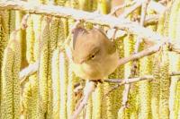 Phylloscopus collybita