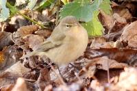 Phylloscopus collybita