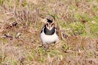 Vanellus vanellus