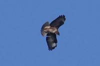Buteo buteo