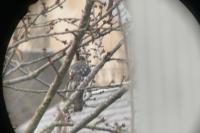 Accipiter nisus