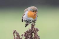 Erithacus rubecula