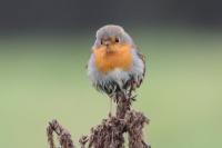 Erithacus rubecula
